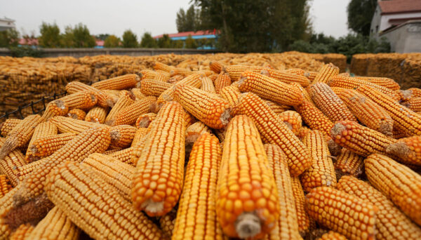 Yellow Maize Corn by Farwa Food International - Image 2