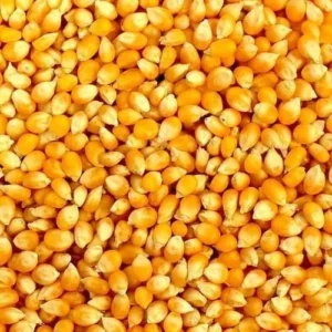 Yellow Maize Corn by Farwa Food International